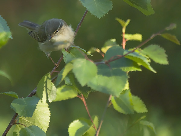 Lapinuunilintu, Arctic Warbler, Phylloscopus borealis